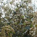 Viburnum utile